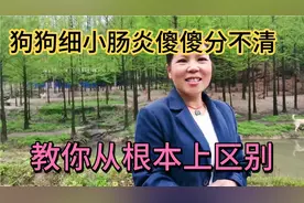 狗呕吐拉稀甚至拉血，到底是细小还是肠胃炎？3分钟让你全面了解视频封面
