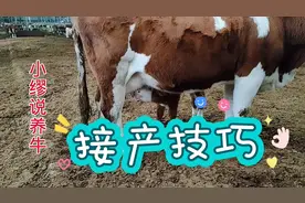母牛生产时接产技巧