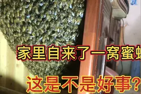 广西大叔客厅的柜子里飞来了一窝蜜蜂，这是不是好事？预示着什么视频封面