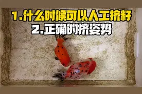 干货分享，兰寿追尾到什么情况可以人工挤籽，正确的挤籽姿势视频封面