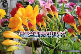 香雪兰需要起球过冬吗？没有低温春化的种球，明年能不能开花视频封面