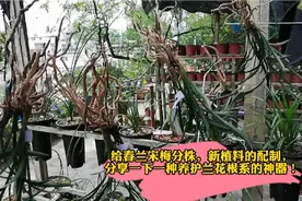 给春兰宋梅分株，新植料的配制，分享一下一种养护兰花根系的神器视频封面