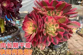 多肉植物长期营养不良，干干瘪瘪，应该如何挽救？看视频找答案吧视频封面