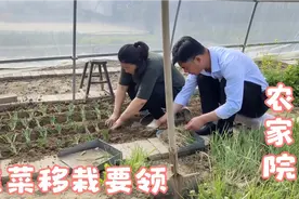 70后老师分享韭菜移栽要领，不生虫缓苗快，美观还好打理视频封面