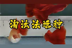 【孔雀鱼】天津话聊挑种！视频封面