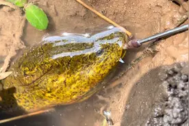 小水坑的角落里发现一个大洞，用蚯蚓作诱饵居然引来条大鳝。视频封面
