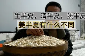 生半夏，清半夏，法半夏，姜半夏有何不同？原来与炮制方法有关