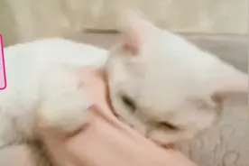 如果你能舍得衣服，这样逗你家的猫咪非常的有意思，很开心哦