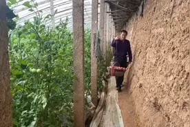 90%人没有吃过的水果西红柿泾阳普罗旺斯，纯沙瓤，金黄籽草莓心视频封面