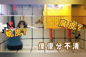 【养龟小技能】～乌龟蜕皮跟腐皮到底是怎么回事，教你如何区分视频封面