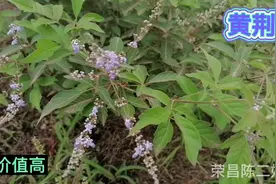 农村这种叫“黄荆”的植物，好多人都不知道？它的用途与价值。