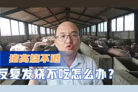 养猪遇到猪高烧不吃不用慌，可能是猪高热病，该怎么做好防治？