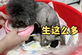 家里灰泰迪生小狗了主人没在跟前自己生，没想到太伟大了生这么多视频封面