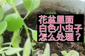 花盆里面最讨厌的白色小虫子，都是怎么处理的呢？烦请留言讨论！视频封面