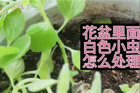 花盆里面最讨厌的白色小虫子，都是怎么处理的呢？烦请留言讨论！视频封面