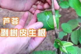 树枝剥皮生根法 不用嫁接获得树苗 适用于花卉果树视频封面