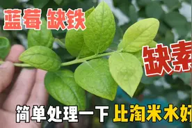 比淘米水、米醋好，给蓝莓补酸这样处理，3年不缺酸，枝繁叶茂视频封面