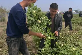 为何要把牡丹花蕾切去不让开花，您知道这是为什么视频封面
