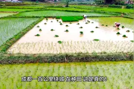 成都绕城绿道在种田视频封面