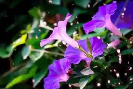 纯音乐空灵静心  意境高远 好听的养心音乐，陶冶恃操，曲曲醉人视频封面