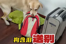 狗狗含泪送别主人，最后的举动让人出乎意料，感人肺腑！视频封面