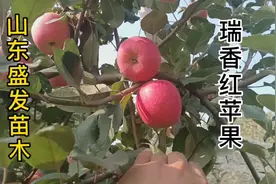 瑞香红苹果树结果园区实拍，极其丰产，成花能力强，抗病害视频封面