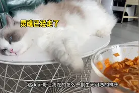 当我家猫亲眼看我吃下一包螺蛳粉以后，它再也无法接受我了视频封面