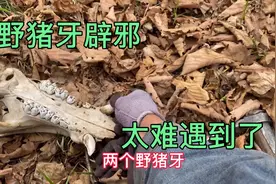 碰到一个野猪头骨，两个大獠牙有辟邪的作用，敲下来拿回家。