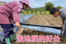 彪哥彪嫂用2天时间把地膜盖完，盖地膜有哪些用途呢，听他怎么说视频封面