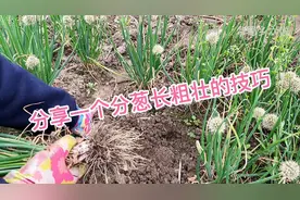 春季移栽小香葱的好时机，这样剪一刀，小葱长得粗壮一棵顶10棵视频封面
