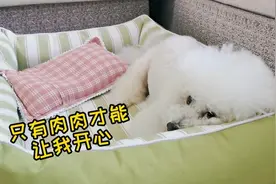 头被剃了狗狗一脸不开心哄也哄不好，非逼我拿杀手锏，搞笑