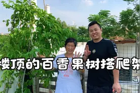 给楼顶百香果树搭爬架，还摘了超大的火龙果吃视频封面