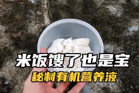 米饭馊了不要扔，秘制有机营养液，不花一分钱又肥效好！视频封面