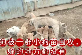 小狗苗和狗妈妈重逢，直接扑过去，激动的不得了视频封面