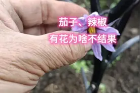 茄子、辣椒有花为啥不结果？原因就在这里，多数人都不知道