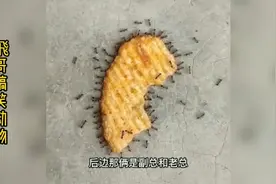 飛哥搞笑动物：小蚂蚁：我是副主任、一个主任、副总和老总……视频封面