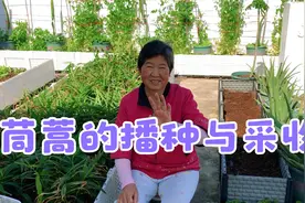 楼顶种菜：茼蒿的播种与采收。视频封面