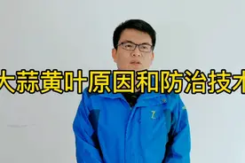 大蒜出现黄叶的原因和防治技术视频封面