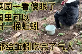 菜园给蚯蚓祸害的不成样，我去邻居家借来电蚯蚓机，打的过瘾视频封面