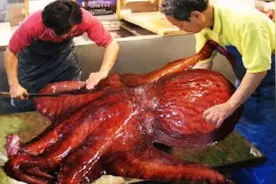 80斤巨型章鱼，日本厨师活切章鱼，切割瞬间触手还在蠕动视频封面