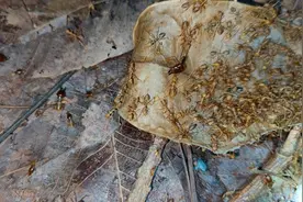 硬核两窝蚂蚁干架视频封面