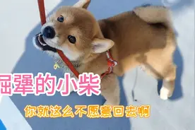 狗子太贪玩不可肯回家，怎么办？视频封面