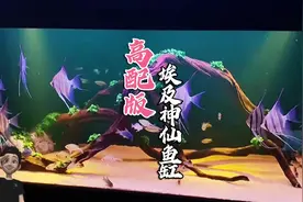 高配版埃及神仙鱼缸第二次造景视频封面