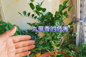 九里香的危害视频封面