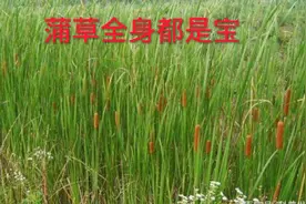 蒲草全身都是宝，蒲黄药材，蒲根蒲芽食用，蒲叶编织视频封面