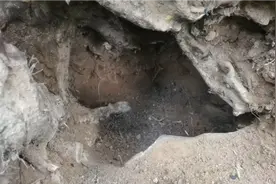 利用有利地形去挖诱蜂洞，能事倍功半，比较隐蔽不容易被偷视频封面