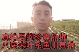 真柏里的珍贵品种八房米叶系鱼川真柏，你值得拥有视频封面