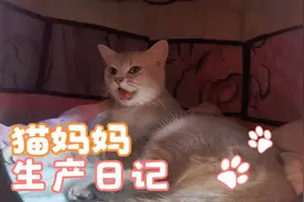 母猫生产时会有什么表现？火速围观，过程让人揪心不已