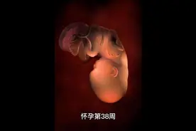 怀孕38-40周胎儿发育过程图（彩色3D图）