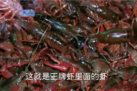 今天虾塘小龙虾好有点缺氧，全部爬在换气孔，每天卖虾换钱视频封面